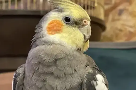 Потерянные животные Пятигорск, фото: Пропала птица, пр. Кирова, 9, Пятигорск