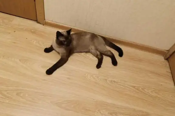 Найдена кошка в Коптево, Коптевская ул, 26 к1