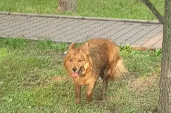 Найдена собака на Красноярский Рабочий, 95