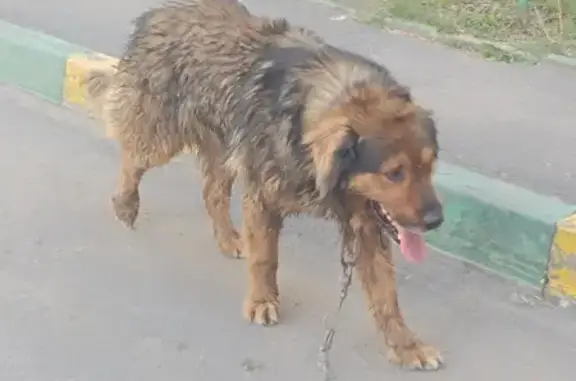 Собака найдена на пр. Славы, 34А, Копейск