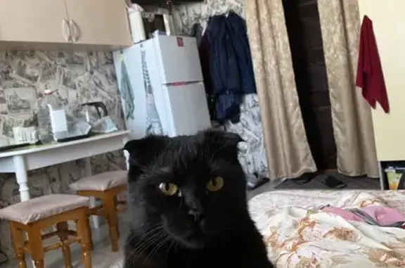 Кошки потеряшки, Куток, фото: Потеряшка кошка Боня, проезд 5, Краснодарский край