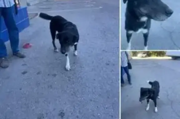 Пропала собака, Горная ул., Нижний Новгород
