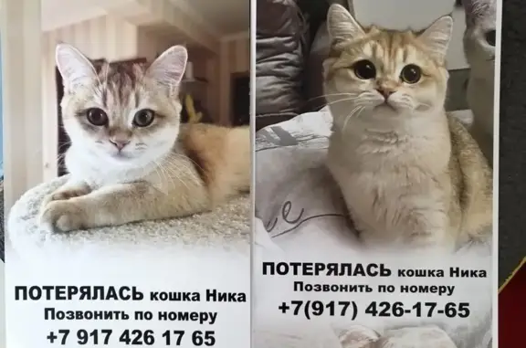 Пропала кошка, Дорожная 15А, Нефтекамск