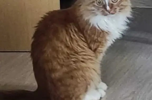 Кошки потеряшки, Дюково, фото: Потеряшка кошка, д. Дюково, Вологодская область