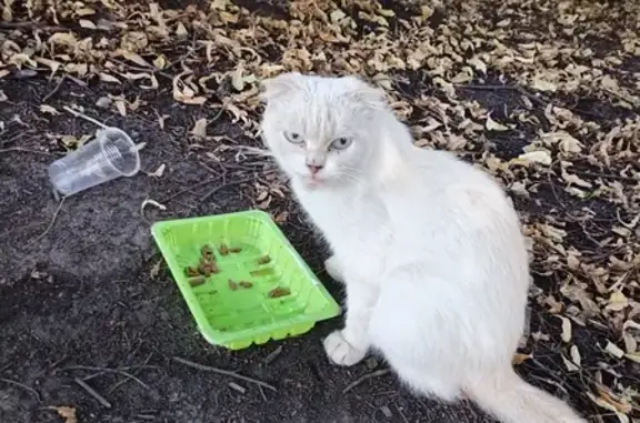 Найдена кошка, ул. Стаханова, 27, Липецк