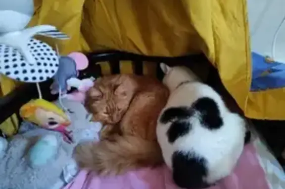 Кошки потеряшки, Санкт-Петербург, фото: Потеряшка кошка, ул. Марата 28, СПб