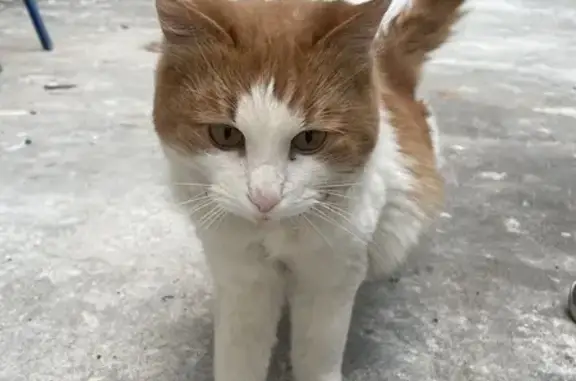 Найдена кошка, Покровский бульвар, Москва