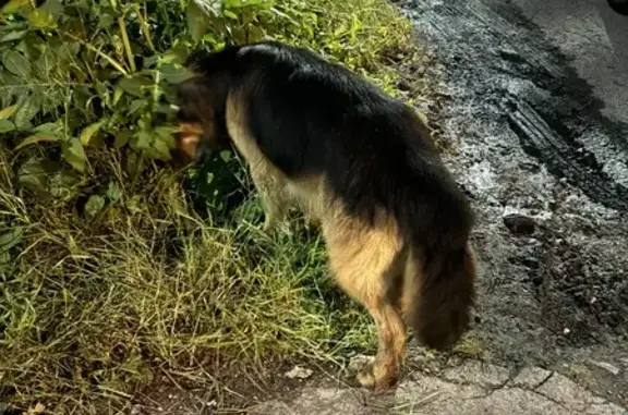 Найдена собака на Заречной улице, Химки