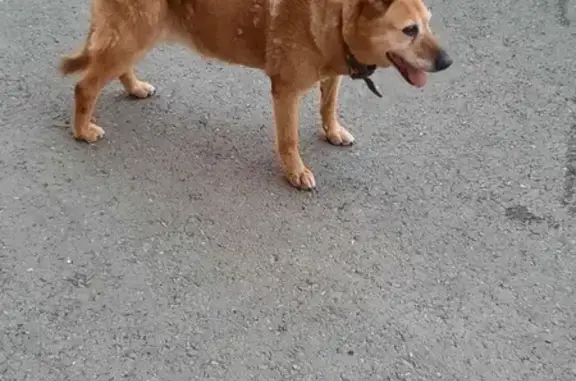 Найдена собака на ул. Завойского, 13, Казань