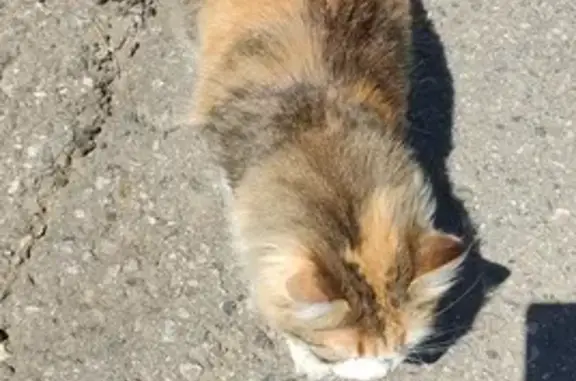 Найдена кошка, 127А, Московская область