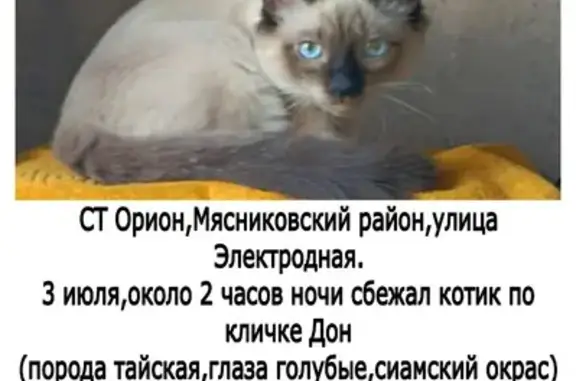 Пропала кошка, Большесальское поселение