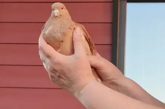 Найден ручной голубь, Удмуртия, тел. 89199008016 - photo