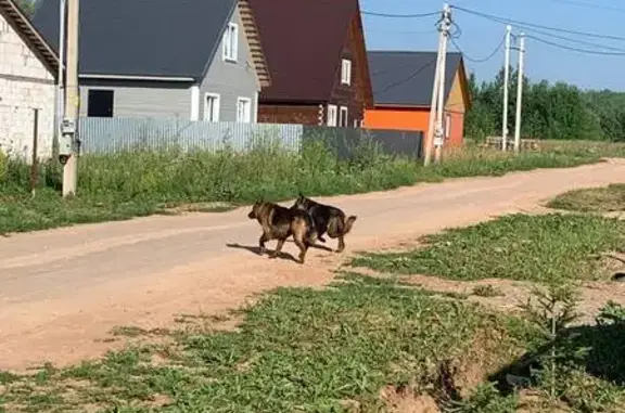Собака найдена в с.Култаево, Небесная