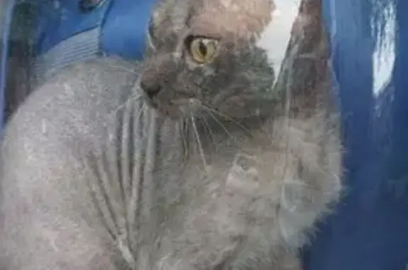 Пропала кошка на Транспортной, 25, Новокузнецк
