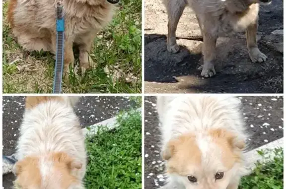 Собаки потеряшки, , фото: Потеряшка собака, ул. Конституции СССР, 17