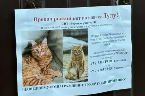 Пропал рыжий кот. МО, ночь 6-7 июля.