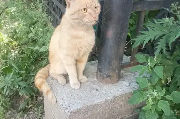 Найден рыжий кот, Советская ул. 87, Иркутск