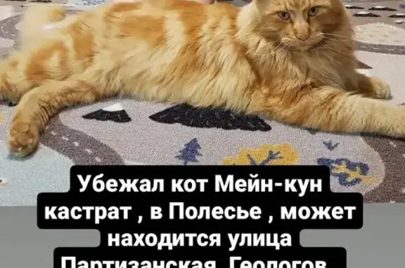 Пропала кошка, Амурская ул., 18, Вольно-Надеждинское