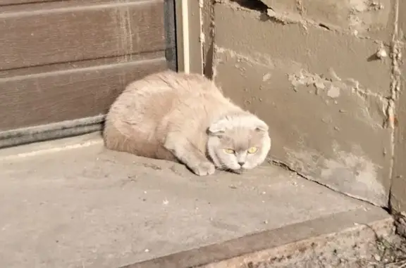 Найдена кошка у Газпром банка, Омск, Магистральная 2
