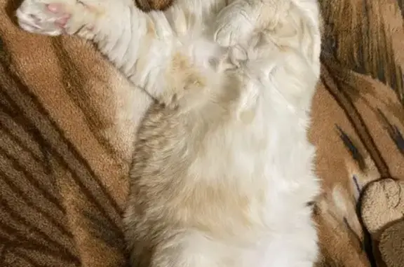 Кошки потеряшки, Кочелаево, фото: Потеряшка кошка, Заречная улица, Кочелаево