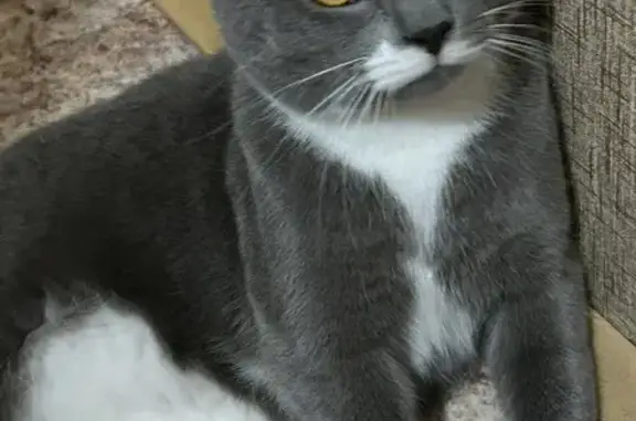 Потерянные животные Великий Новгород, фото: Пропала кошка, Волотовская ул., 6