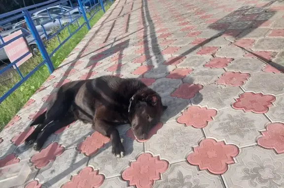 Собака найдена у ТЦ Виктория, Томск