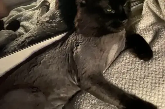 Потерянные животные Набережные Челны, фото: Пропала кошка, 17АIII/3, Набережные Челны