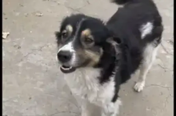 Пропала собака на Путейной, 2, Астрахань