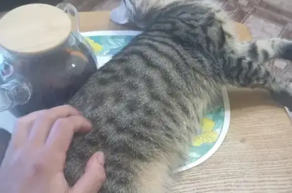 Кошки потеряшки, Санкт-Петербург, фото: Потеряшка кошка, Наличная ул. 13, СПб