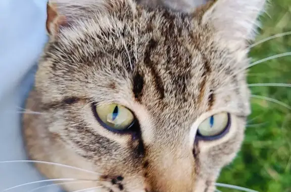 Объявления о пропавших и найденных животных, Пичер, фото: Пропал кот, Юбилейная ул. 6, Пичер