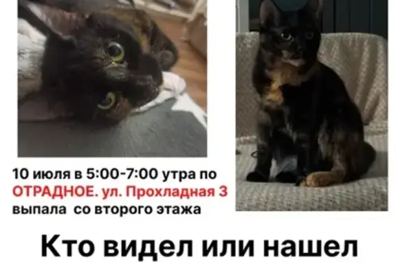 Пропала кошка, Партизанский пер., 1, Светлогорск