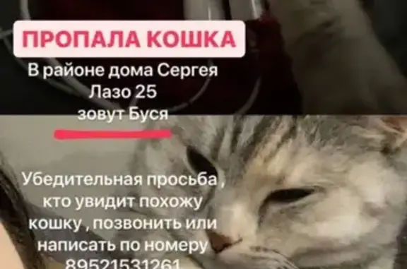 Пропала кошка, ул. Сергея Лазо, 25, Томск