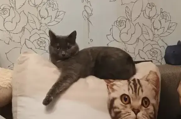 Кошки потеряшки, Мирный, фото: Потеряшка кошка, ул. Ленина, 15, Мирный