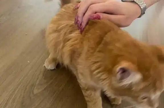 Найдена рыжая кошка, ул. Маяковского, 45, Пермь