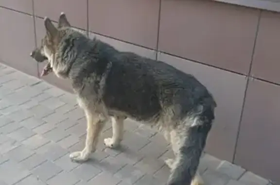 Собака найдена: Нахимовская ул., 5, Воронеж