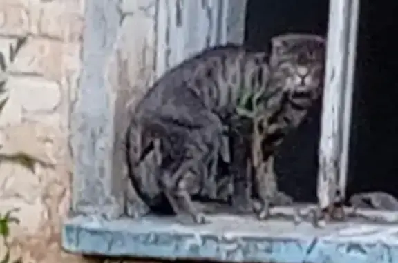 Кошка найдена: ул. Суворова, 10, Нальчик