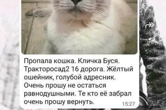 Пропала кошка Буся, Бродокалмакский тракт, Челябинск