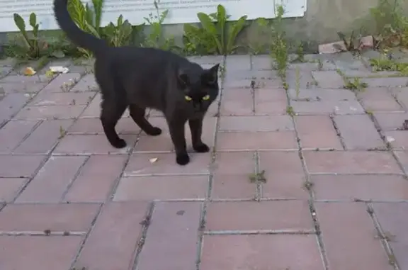 Найдена черная кошка у Совкомбанка, Сысерть