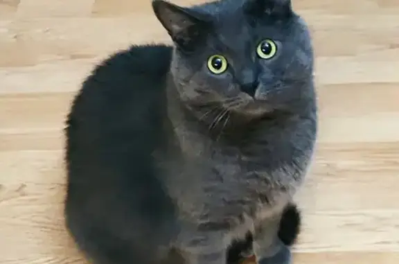 Кошки потеряшки, Кобралово, фото: Потеряшка кошка, Ленинградская ул., Кобралово