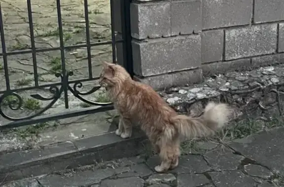 Найдена молодая кошка, Соловьиная ул., Кизиловое