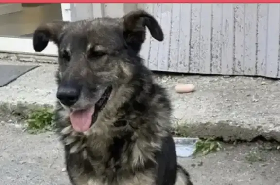 Пропала собака на Даниловской, 12, Екатеринбург