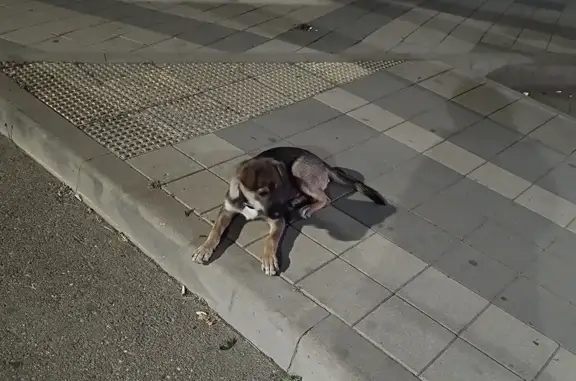 Собака найдена на ул. Красных Партизан, 295