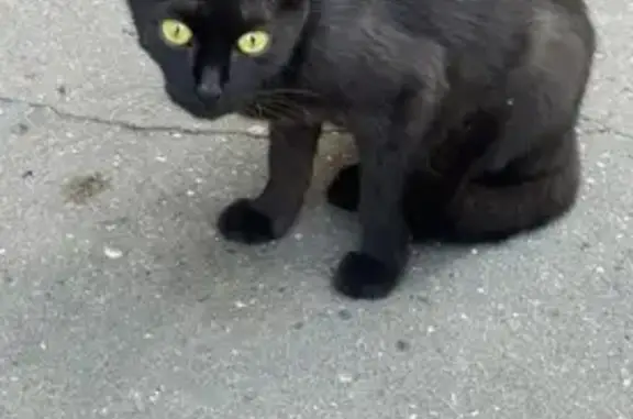 Кошка найдена на Лефортовском Валу, Москва