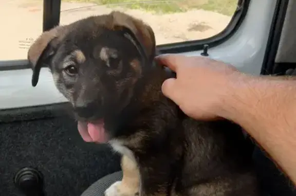 Найдена собака на Щёкинском шоссе, Тула