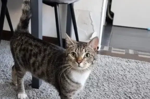 Кошки потеряшки, Санкт-Петербург, фото: Потеряшка кошка, Гражданский пр., 90 к2, СПб