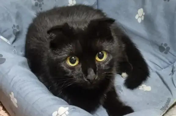 Черный котик найден: Живописная, 38 к2, Москва