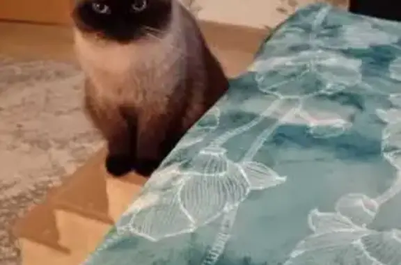 Кошки потеряшки, , фото: Потеряшка кошка, Центральная ул., Волчанец