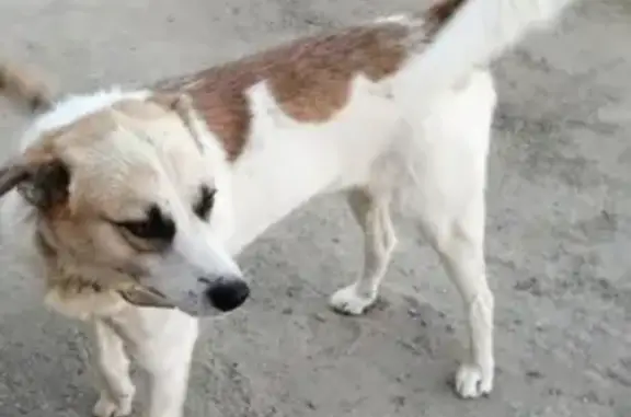 Найдена собака, Таможенный проезд, Саратов