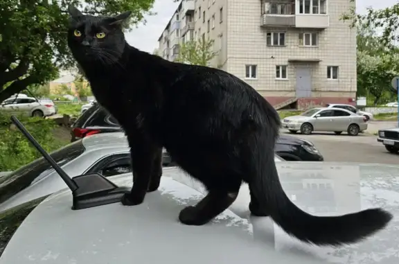 Пропала чёрная кошка, Молодёжная 70, Барнаул