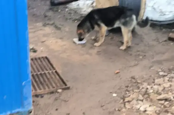 Пропала собака Арчи, Киевское шоссе, Апрелевка